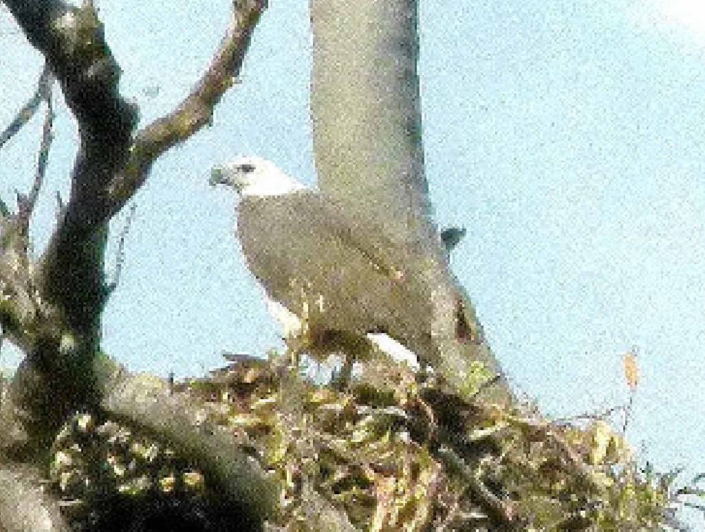 An adult female white-breasted sea eagle rests on the large nest. An adult female white-breasted sea eagle rests on the large nest.